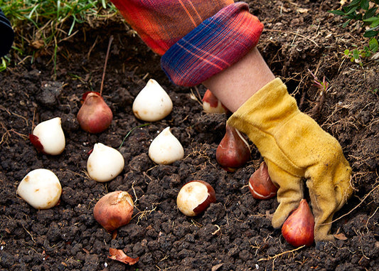Autumn Delights: A Guide to Planting Your Bulb Collection