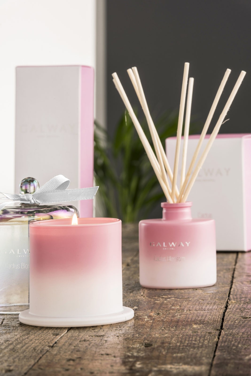 Cactus Blossom Diffuser