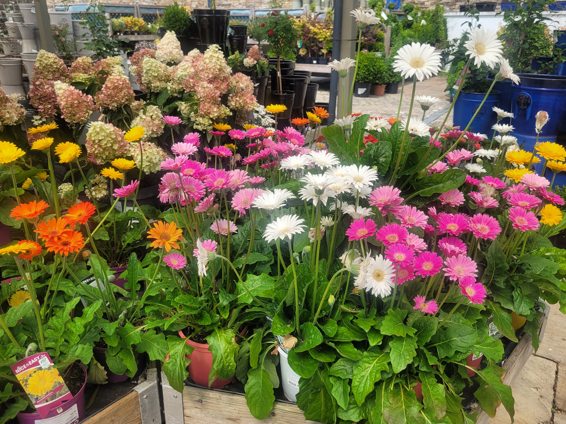 A Guide to Flower Bedding in Ireland