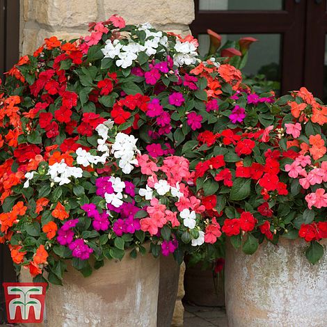 Choosing The Right Flowers For Your Hanging Baskets