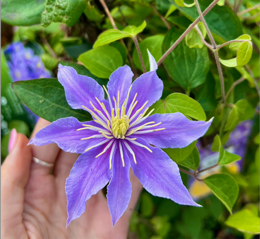 Top Gardening Tips for July: Embrace the Green Thumb!