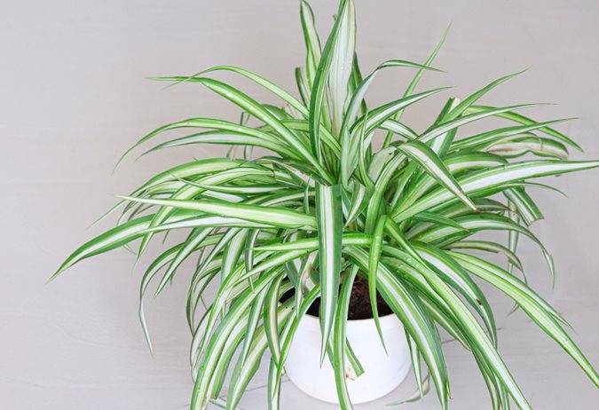 Top Indoor Plants for Your Teen's Bedroom