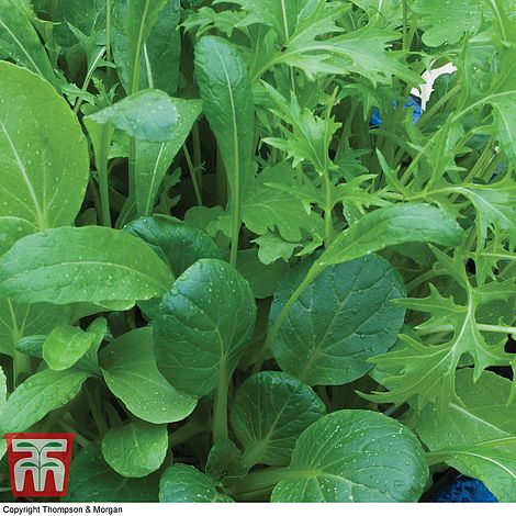 Salad Leaves Seeds