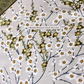 Morello Blossom Duvet Set Lime