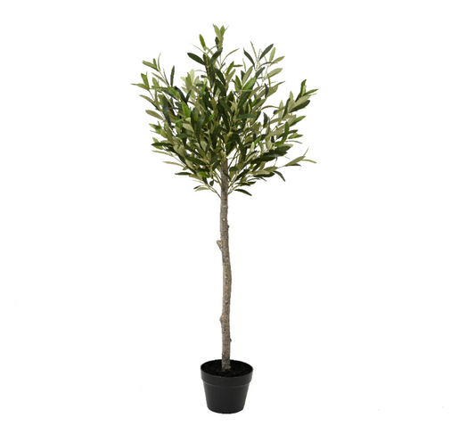 Olive tree oliver leaves in pot H120cm D45cm