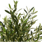 Olive tree oliver leaves in pot H120cm D45cm