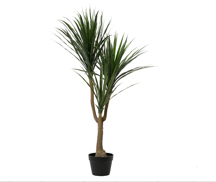 Plant dracaena tree in pot H120cm D70cm