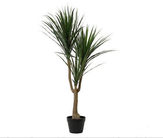 Plant dracaena tree in pot H120cm D70cm