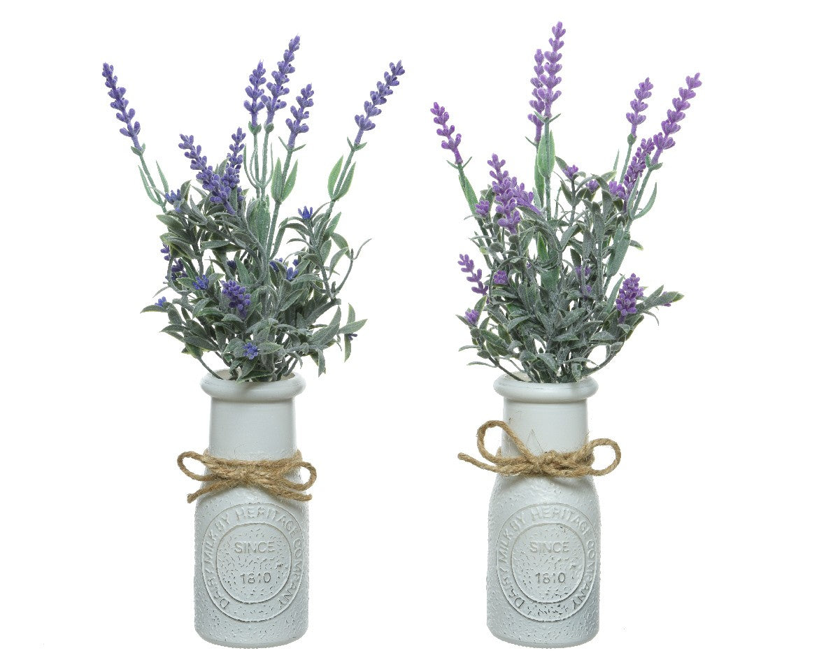 Assorted Lavender in pot polyester