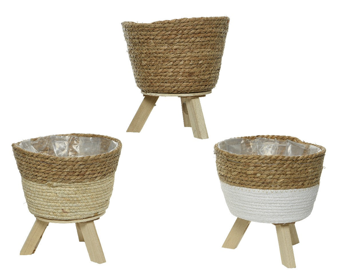 Planter rush grass