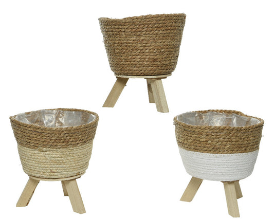 Planter rush grass
