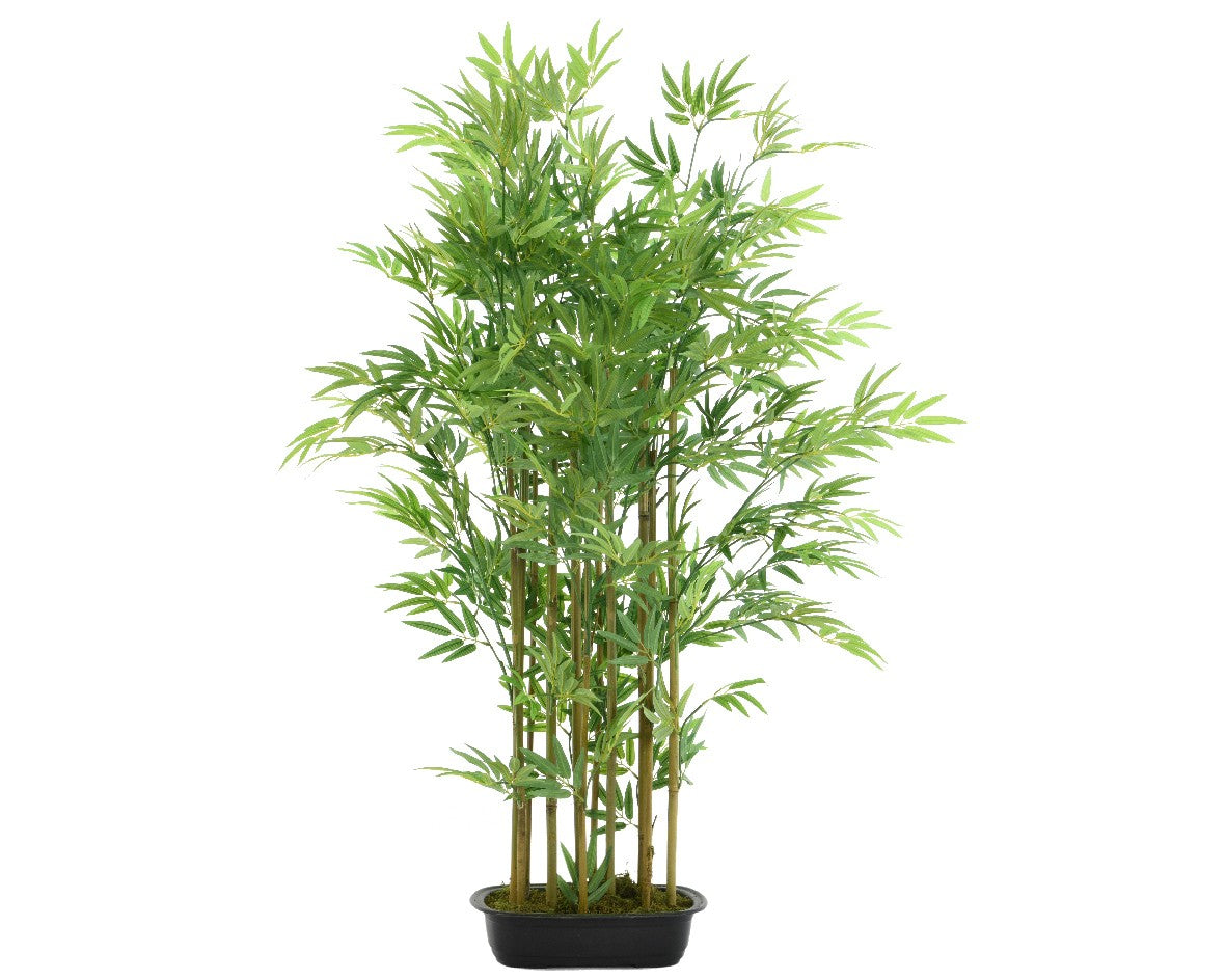 Bamboo in pot plastic H1.2M