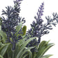 Purple lavender in off white Pot H22cm