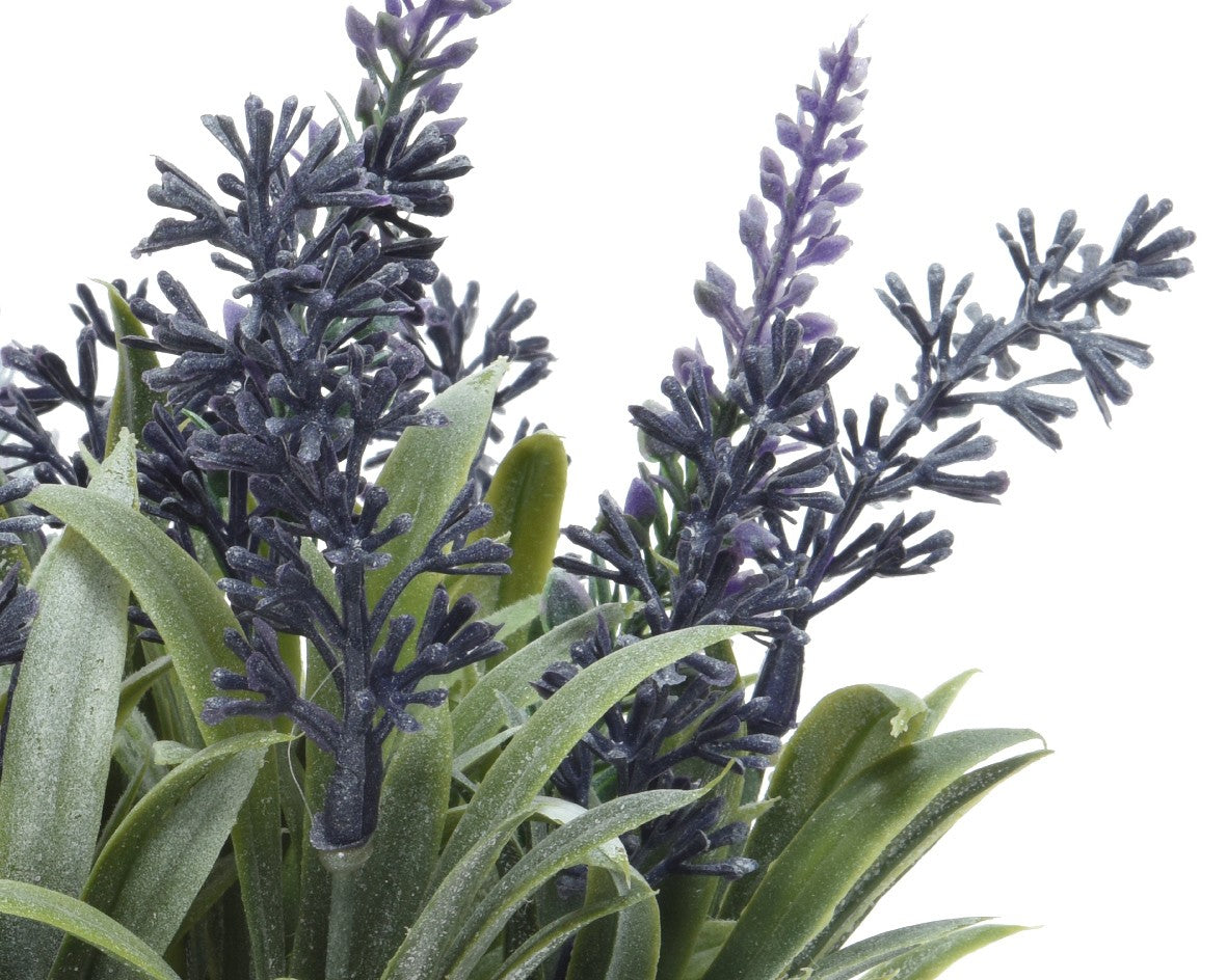 Purple lavender in off white Pot H22cm
