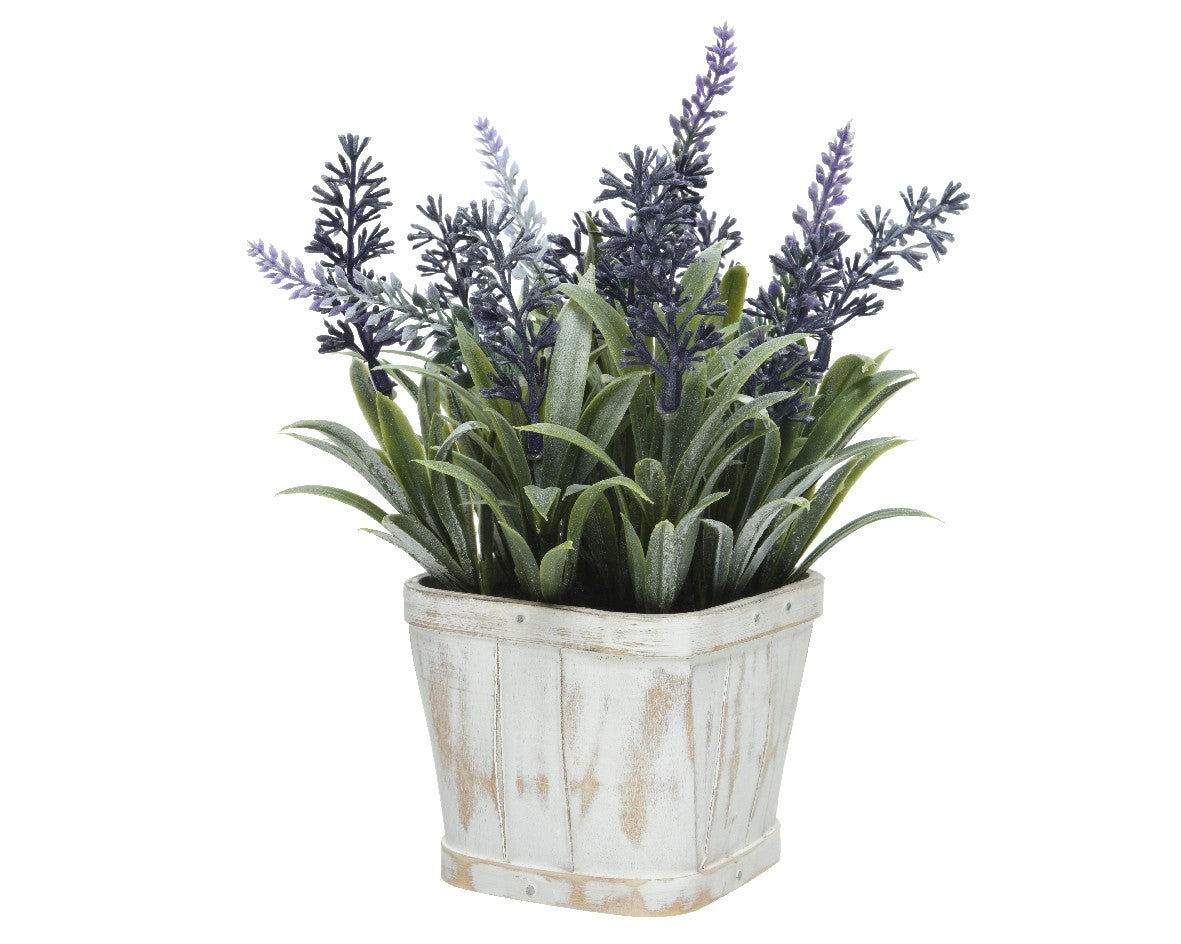 Purple lavender in off white Pot H22cm